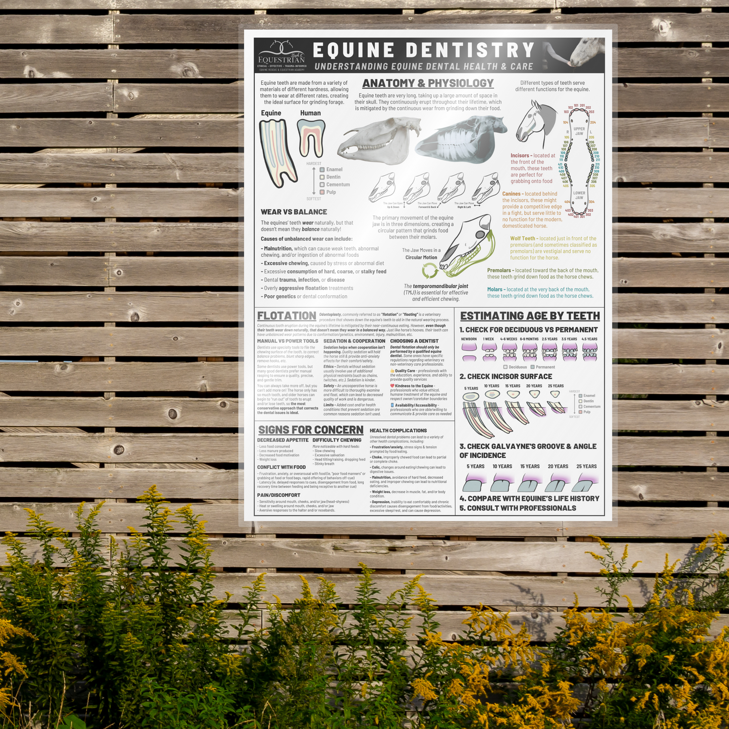 Dentistry - Single Poster